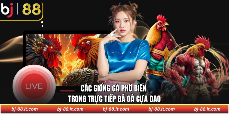 Các giống gà phổ biến trong trực tiếp đá gà cựa dao