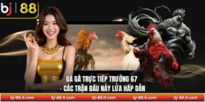 Đá gà trực tiếp trường 67