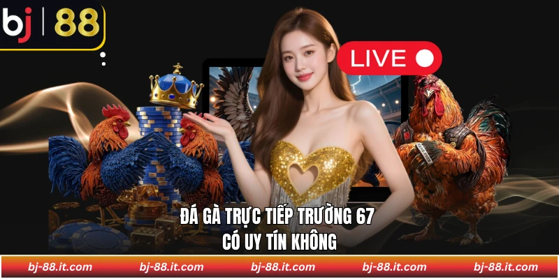 Đá gà trực tiếp trường 67 có uy tín không?