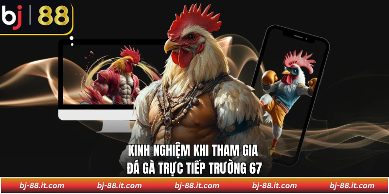Kinh nghiệm khi tham gia đá gà trực tiếp trường 67