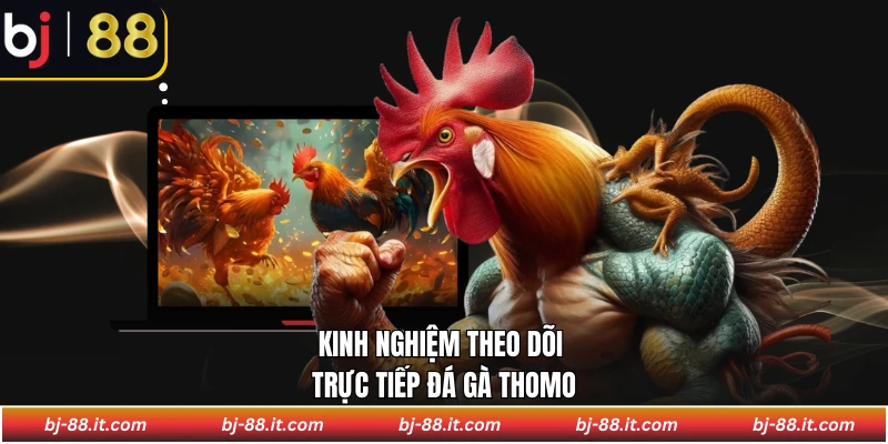 Kinh nghiệm theo dõi trực tiếp đá gà Thomo