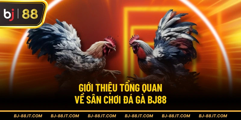 Giới thiệu tổng quan về sân chơi đá gà BJ88