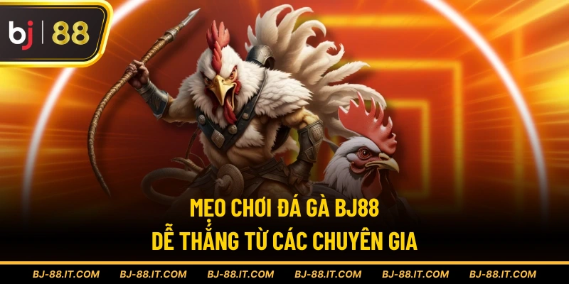 Mẹo chơi đá gà BJ88 dễ thắng từ các chuyên gia
